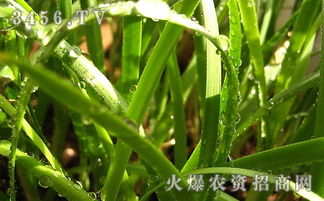 韭菜在充足阳光下生长更好吗？光照对韭菜产量有影响吗