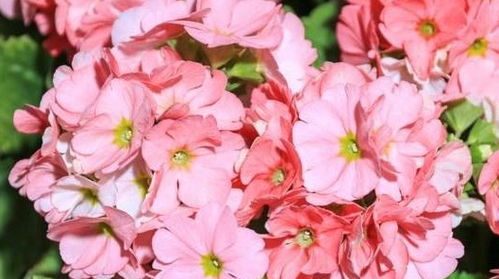 长寿花养殖小贴士：让花开得梗旺梗持久