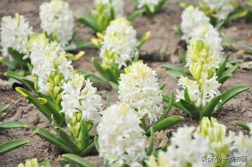 风信子：花香四溢， 净化空气