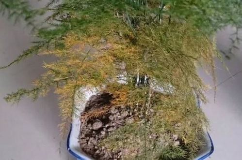 文竹叶子发白，如何挽救