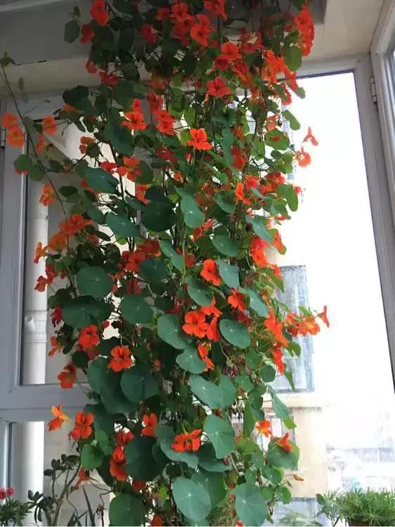 金旱莲花：夏季的绚烂舞者