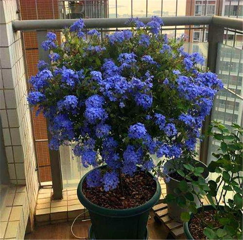 一、 准备工具：你的盆栽化妆箱