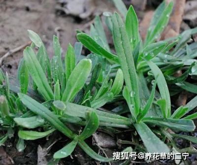 青菜地里的杂草烦恼