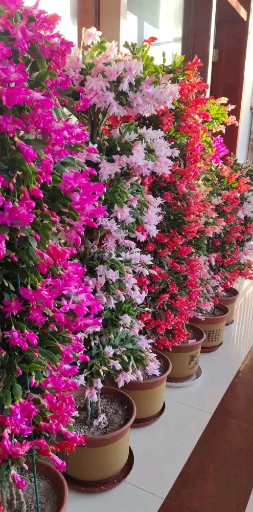 超大盆栽花卉种类推荐