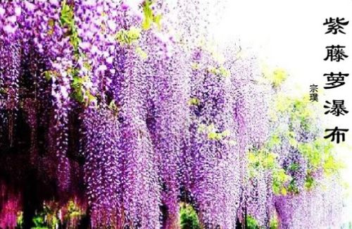 紫藤与紫藤萝：同名异物还是同物异名？