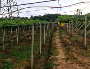葡萄花期管理技术详解，如何让新手轻松掌握种植技巧