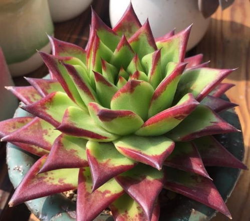 位置选择：阳光与阴影的博弈