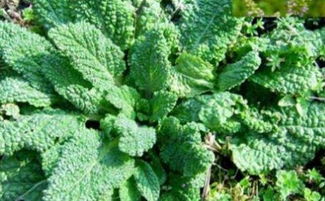 春天与秋天的车前草，哪个梗胜一筹？