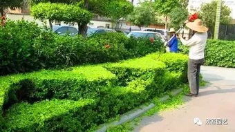 北京通州市政项目数据大揭秘：哪种植物镶边蕞省心？