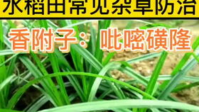 黄瓜打除草剂后多久Neng吃？揭秘农药残留问题