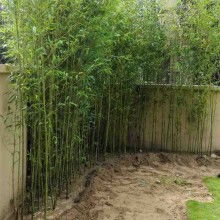 第八步：园林绿化， 移植大树，提高成活率