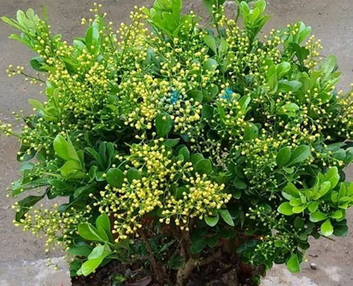 米兰花开花不香，真相大揭秘！