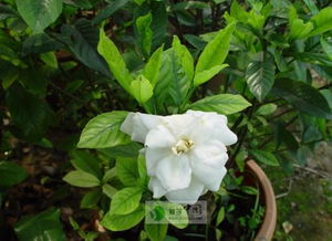 栀子花适宜地载， 不适宜盆栽