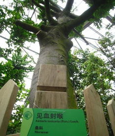 话说绿化工程里的“d12”树