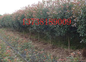 扦插前的小心机