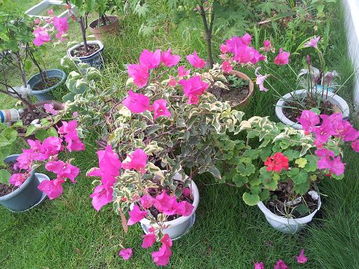 广东花卉品种选择建议