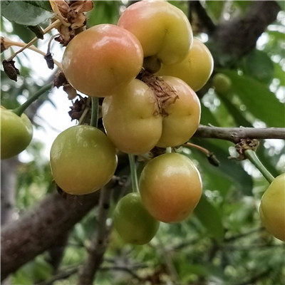 品种大揭秘：多花蓝果树，有多少种？