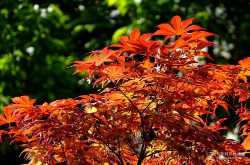 红枫树苗的价格解析