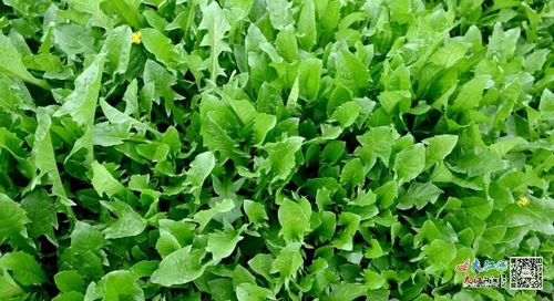 蒲公英种植的最佳时间是什么不同栽培时间对经济效益有何影响
