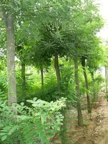 国槐小苗移栽，小心根部受伤，成活率大增！