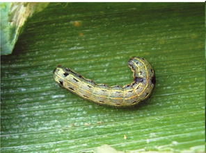 防治寄生虫病，什么时候用Zui棒？