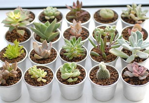 空气湿度， 多肉生长的小秘密