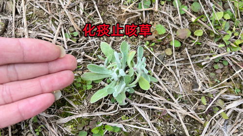 银杯草怎么在室内养护才能保持其独特的银色叶片