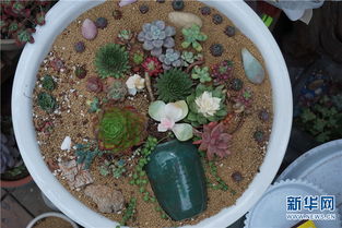 土壤选择：松软透气