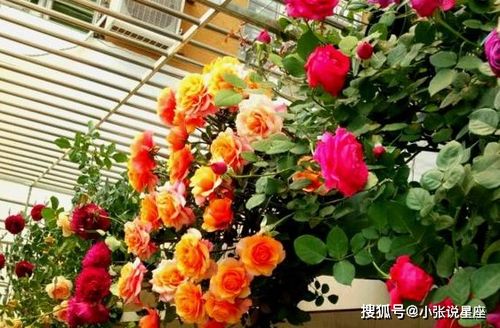 黄金庆典：开花多， 花瓣数量丰富