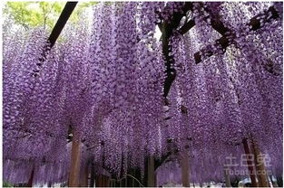 家里种植紫藤花？这可是个好主意！