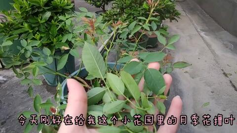 月季夏天掉叶，是缺水还是病虫害