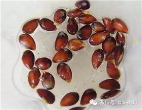 种子处理， 不可忽视