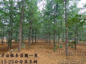 银杏木材的边材与心材区别