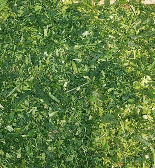 青贮原料需新鲜、含水量适中、无病虫害