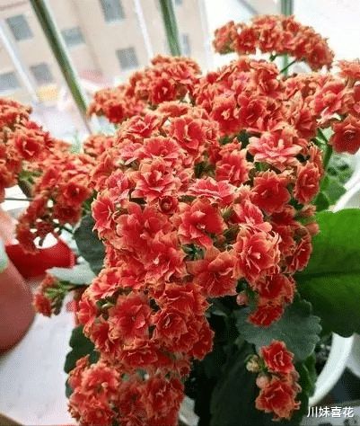 长寿花换盆时需要注意哪些步骤和技巧