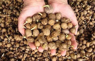 草甘膦的威力与争议