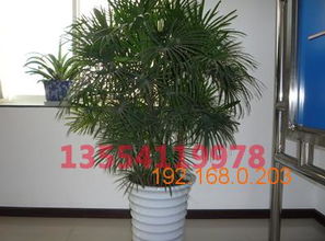 杭州植物租摆：绿意盎然中的美学之旅