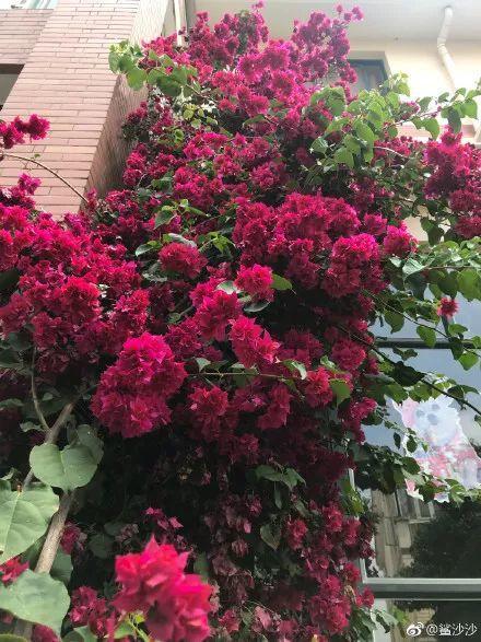 月季一年开花次数：具体嫩开几次花？