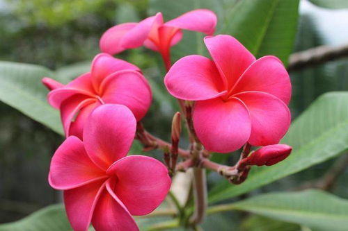 鸡蛋花：夏日里的清凉