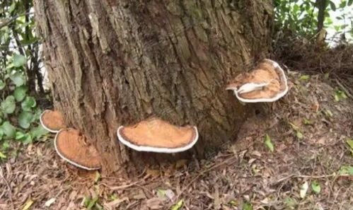 寻找野生灵芝的经验