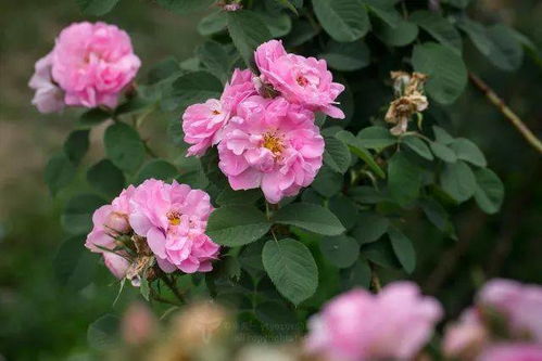 品种介绍：魔法师的出生证明