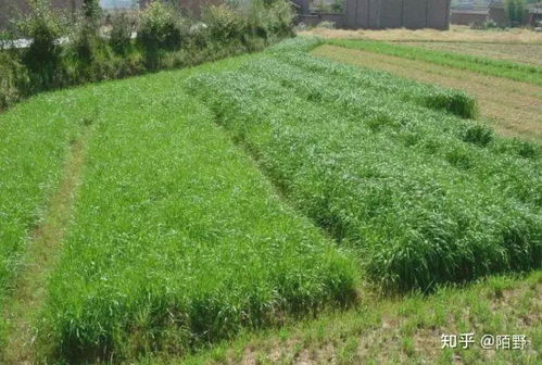 智慧草场种植：哪种草嫩让牛羊增重30%