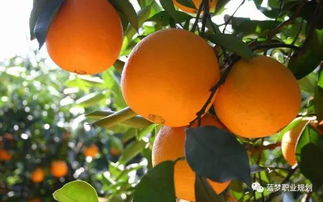 跟踪监测发现三个关键现象