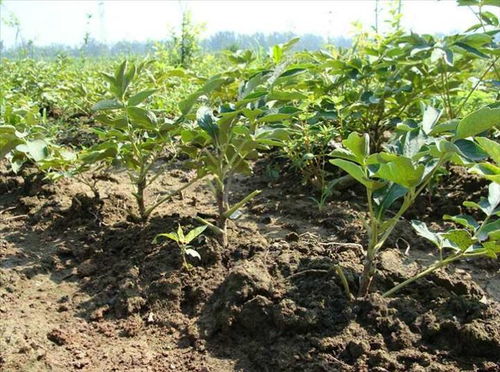 施肥与牡丹的喜好