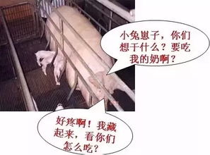 母猪为何咬仔？难道仅仅是母性不足，而非疼痛折磨？