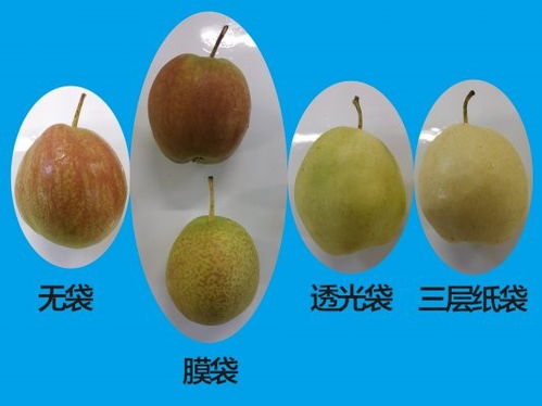 红梨市场价几何？哪种红梨口感最佳