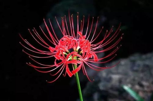黑色彼岸花图片欣赏，带你了解神秘花语背后的故事