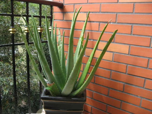 芦荟枝叶断裂，怎么办？