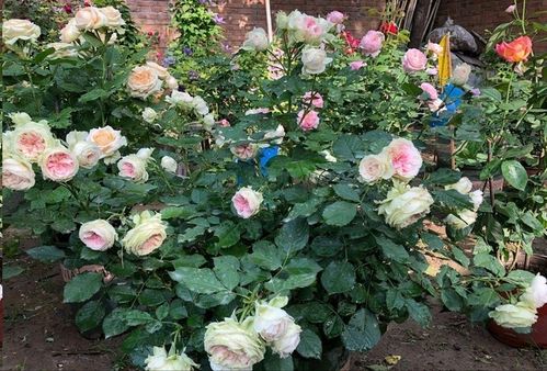 月季花在什么季节和具体时间进行修剪最为适宜