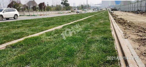 乙草胺喷洒在地膜上：真的Neng除草吗？